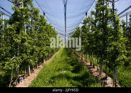 Moderner Apfelgarten mit Schutznetzen gegen Hagel im Frühjahr Stockfoto