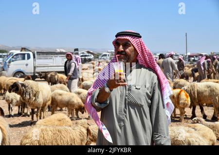 Jindres Aleppo, 6. Juli 2022, der Viehmarkt in der Stadt Jindres auf dem Land von Afrin im Nordwesten Syriens, wo sich die Muslime durch den Kauf von Opfern auf den seligen Eid al-Adha vorbereiten. Dies ist eine der Riten des Islam, in denen Muslime sich Gott nähern, indem sie Rinder von den ersten Tagen Eid al-Adhas bis zu den letzten Tagen von al-Tashreq schlachten. Stockfoto