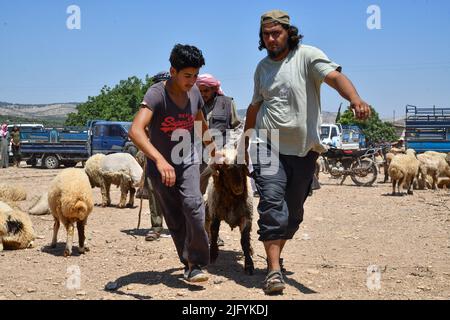 Jindres Aleppo, 6. Juli 2022, der Viehmarkt in der Stadt Jindres auf dem Land von Afrin im Nordwesten Syriens, wo sich die Muslime durch den Kauf von Opfern auf den seligen Eid al-Adha vorbereiten. Dies ist eine der Riten des Islam, in denen Muslime sich Gott nähern, indem sie Rinder von den ersten Tagen Eid al-Adhas bis zu den letzten Tagen von al-Tashreq schlachten. Stockfoto