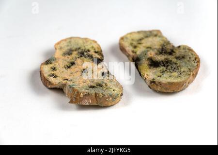 Das schimmelige Brot liegt dem neutralen Hintergrund gegenüber. Zwei Scheiben Weizenbrot mit Pilzschimmel bedeckt. Das Essen war verdorben. Selektiver Fokus. Stockfoto