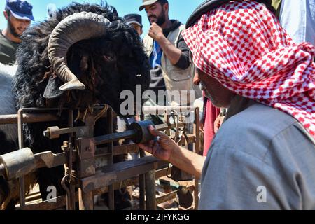 Jindres Aleppo, 6. Juli 2022, der Viehmarkt in der Stadt Jindres auf dem Land von Afrin im Nordwesten Syriens, wo sich die Muslime durch den Kauf von Opfern auf den seligen Eid al-Adha vorbereiten. Dies ist eine der Riten des Islam, in denen Muslime sich Gott nähern, indem sie Rinder von den ersten Tagen Eid al-Adhas bis zu den letzten Tagen von al-Tashreq schlachten. Stockfoto