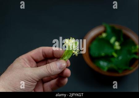 Konzept der Volksmedizin. Ein Mann hält Blumen von einem Lindenbaum in der Hand vor schwarzem Hintergrund. Tonschüssel mit Lindenblättern und Blüten in Stockfoto