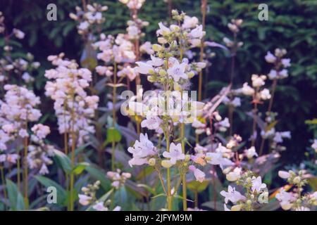 Blühende Natur Hintergrund. Gesundes Heilkraut. Brennnessel im Sommer grüne Wiese. Grüne Blätter im Wald, Nahaufnahme. Stockfoto