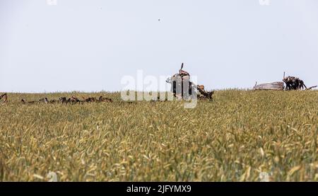 TSCHERNIHIW REG, UKRAINE - 19. Juni 2022: Krieg in der Ukraine. Ein zerstörter LKW mitten in einem Weizenfeld. Landschaften der Ukraine nach dem Einmarsch russischer Faschisten Stockfoto