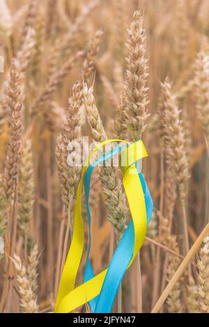 Gelber Weizen wächst im Sommerfeld an sonnigen Tagen. Agrarszene. Frische junge Ohren aus der Nähe. Weizenspieß. Blaues und gelbes Stoffband Stockfoto