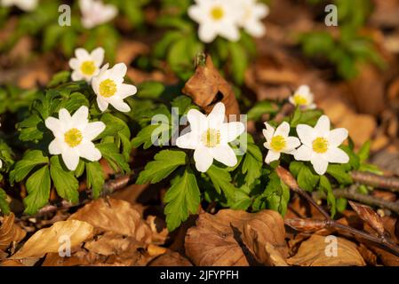 Nahaufnahme von blühenden Anemonen aus Holz (Anemonoides nemorosa), die in einem Wald, auch als europäischer Schwarzkieher bekannt, unter Laub wachsen Stockfoto