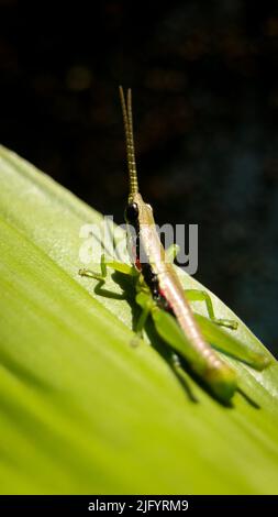 Vertikale Nahaufnahme einer kurzen gehörnten, knalligen Heuschrecke mit einer langen Antenne, die auf einem grünen Blatt steht, isoliert auf einem dunklen, schwarzen Hintergrund Stockfoto