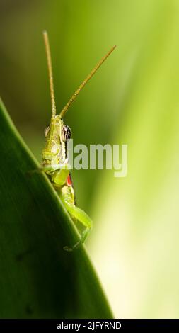 Vertikale Nahaufnahme einer kurzen gehörnten, knalligen Heuschrecke mit einer langen Antenne, die auf einem grünen Blatt steht, isoliert auf einem dunklen, schwarzen Hintergrund Stockfoto