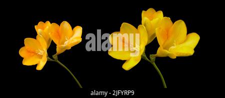 Banner mit gelben Freesia-Blüten, Nahaufnahme, isoliert, schwarzer Hintergrund. Frühlingsblumen Stockfoto