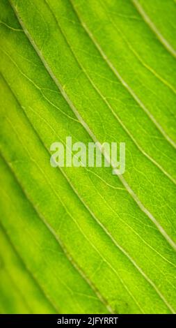 Vertikale Makroaufnahme von gekrümmten Linien auf einem frischen grünen Blatt Stockfoto