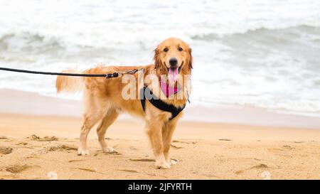 Ein wunderschöner goldener Retriever Hund mit Hundegeschirr und einer Leine, die im Sommer an einem Abend am Strand auf Sand steht Stockfoto