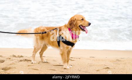 Ein wunderschöner goldener Retriever Hund mit Hundegeschirr und einer Leine, die im Sommer an einem Abend am Strand auf Sand steht Stockfoto