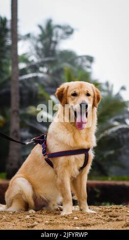 Eine Aufnahme eines wunderschönen goldenen Retriever-Hundes in voller Größe, der ein Hundegeschirr trägt und im Sommer mit der Zunge keuchend an der Leine angeleint ist Stockfoto