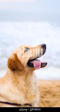 Nahaufnahme eines wunderschönen und glücklichen goldenen Retriever-Hundes, der an einem Tag am Strand mit der Zunge nach oben schaut Stockfoto