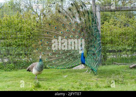 Ein Blick auf zwei blaue und grüne Pavo-Pfauenvögel, einer mit einem offenen blau gemusterten Schwanz auf der Graspaarung Stockfoto