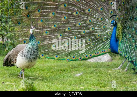 Ein Blick auf zwei blaue und grüne Pavo-Pfauenvögel, einer mit einem offenen blau gemusterten Schwanz auf der Graspaarung Stockfoto