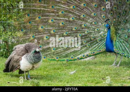 Ein Blick auf zwei blaue und grüne Pavo-Pfauenvögel, einer mit einem offenen blau gemusterten Schwanz auf der Graspaarung Stockfoto