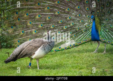 Ein Blick auf zwei blaue und grüne Pavo-Pfauenvögel, einer mit einem offenen blau gemusterten Schwanz auf der Graspaarung Stockfoto