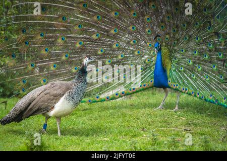 Ein Blick auf zwei blaue und grüne Pavo-Pfauenvögel, einer mit einem offenen blau gemusterten Schwanz auf der Graspaarung Stockfoto