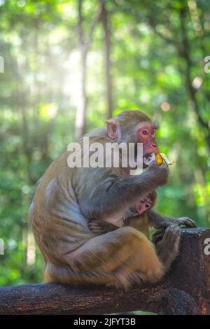 Schützende weibliche Mutter, die sich um niedliche kleine Affen mit einem Stück Bananenfrucht zum Essen hütet, Ten Mile Gallery Monkey Forest, Zhangjiajie Natio Stockfoto