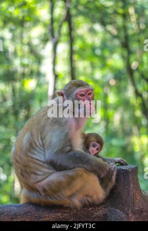 Schützende weibliche Mutter, die sich um niedliche kleine Babyaffen umsieht, Ten Mile Gallery Monkey Forest, Zhangjiajie-Nationalpark, China Stockfoto