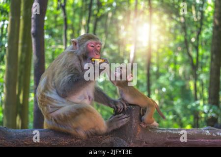 Schützende weibliche Mutter, die sich um niedliche kleine Affen mit einem Stück Bananenfrucht zum Essen hütet, Ten Mile Gallery Monkey Forest, Zhangjiajie Natio Stockfoto