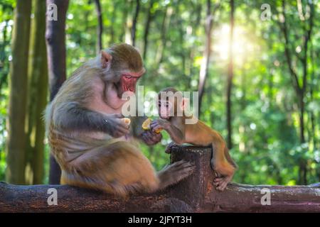 Schützende weibliche Mutter, die sich um niedliche kleine Affen mit einem Stück Bananenfrucht zum Essen hütet, Ten Mile Gallery Monkey Forest, Zhangjiajie Natio Stockfoto