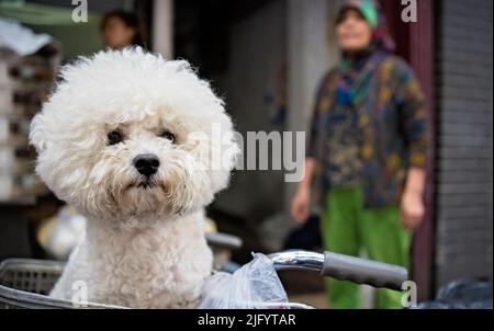 Eine Nahaufnahme eines niedlichen bichon Frisehundes in einem Fahrradkorb unter dem Sonnenlicht Stockfoto