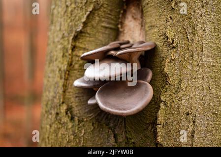 Pilzhaufen, wahrscheinlich Austernpilze (Pleurotus ostreatus), wächst auf dem Stamm einer Buche, Weserbergland, Deutschland Stockfoto