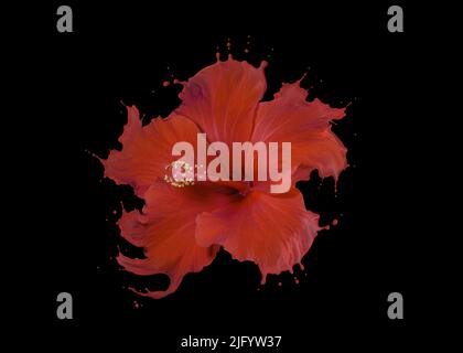 Nahaufnahme der roten Hibiskusblüte mit roten Flüssigkeitsspritzern auf schwarzem Hintergrund Stockfoto