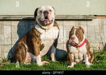 Brinder Mantel American Bulldog Hund und American Bully Welpen draußen Stockfoto