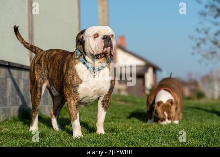 Brinder Mantel American Bulldog Hund und American Bully Welpen draußen Stockfoto