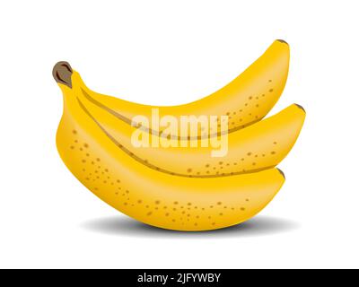Vektorbanane. Trauben von frischen Bananenfrüchten isoliert auf weißem Hintergrund Stock Vektor