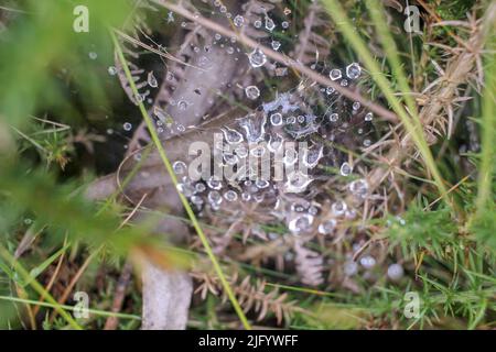 spinnennetz mit Wassertropfen vom Regen Stockfoto