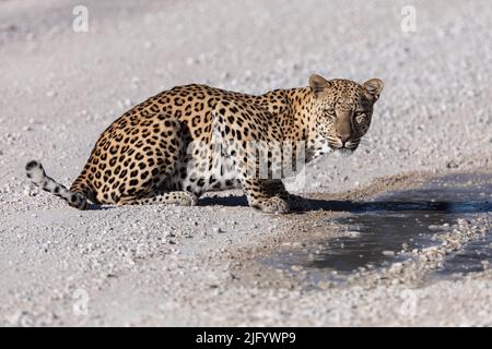 Leopardenmännchen (Panthera pardus) bei Pfütze nach Regen, Kgalagadi Transfrontier Park, Nordkap, Südafrika, Afrika Stockfoto