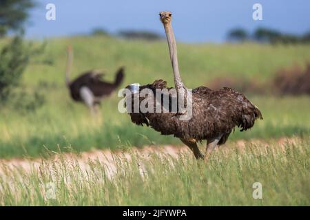 Strauß (Struthio camelus) weiblich, Kgalagadi Transfrontier Park, Nordkap, Südafrika, Afrika Stockfoto