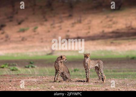 Junger Gepard (Acinonyx jubatus), Kgalagadi Transfrontier Park, Nordkap, Südafrika, Afrika Stockfoto