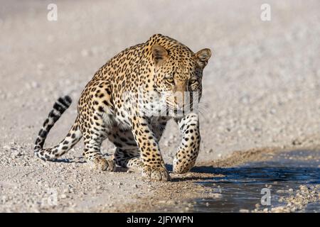 Leopardenmännchen (Panthera pardus) bei Pfütze nach Regen, Kgalagadi Transfrontier Park, Nordkap, Südafrika, Afrika Stockfoto