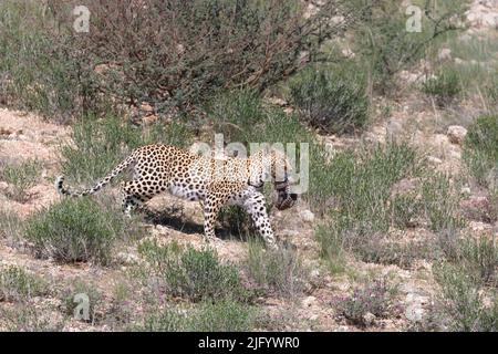 Leopardenweibchen (Panthera pardus), das das Junge in die neue Höhle trägt, Kgalagadi Transfrontier Park, Nordkap, Südafrika, Afrika Stockfoto