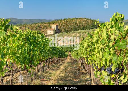 Weinberge in der Nähe von Radda in Chianti, Chianti, Bezirk Firenzano, Toskana, Italien, Europa Stockfoto