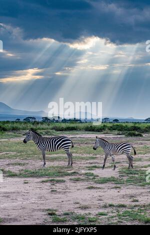 Zebras im brechenden Licht, Amboseli-Nationalpark, Kenia, Ostafrika, Afrika Stockfoto