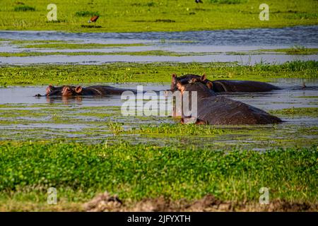 Nilpferd, Amboseli-Nationalpark, Kenia, Ostafrika, Afrika Stockfoto