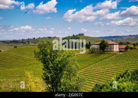 Weinberge zwischen Hügeln, Neive, Langhe, Piemont, Italien, Europa Stockfoto