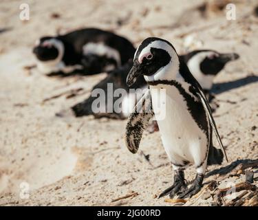 Boulders Beach African Penguin Colony, Boulders Beach, Kapstadt, Westkap, Südafrika, Afrika Stockfoto