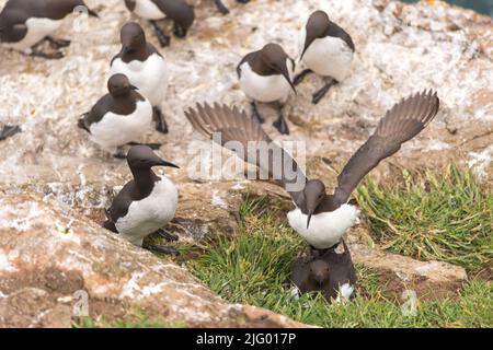 Erwachsene Guillemots (Uria Aalge), die sich auf Felsen, Skomer Island, paaren Stockfoto