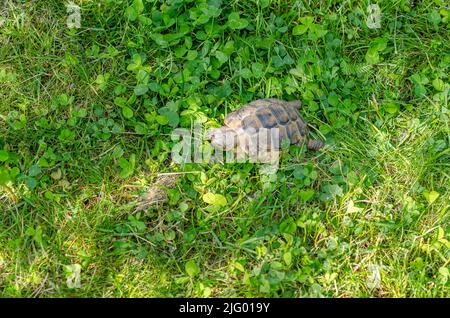 Griechische Schildkröte auf Gras. Draufsicht auf gefleckte Muschel, Kopf, Schildkrötenpfoten. Stockfoto