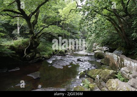 Felsiger Bach mit überhängenden Bäumen, Farnen und Moosen; River West Beck, Goathland, North York Moors, England, Großbritannien Stockfoto