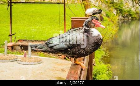 Porträt einer schwarz-weißen wilden Ente, auf einem Holzzaun. Stockfoto