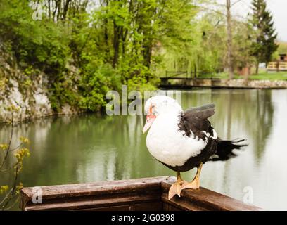 Porträt einer schwarz-weißen wilden Ente, auf einem Holzzaun. Stockfoto