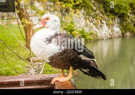 Porträt einer schwarz-weißen wilden Ente, auf einem Holzzaun. Stockfoto